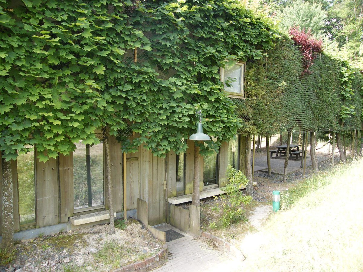 Chalet façade completely covered in maple leaves