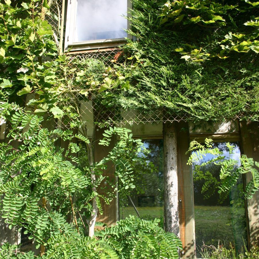 Chalet window emerging from the foliage