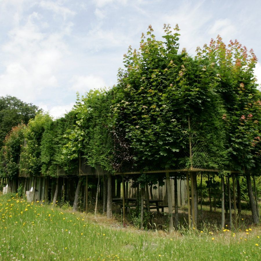 Nest-like chalet on stilts in the flowering meadow